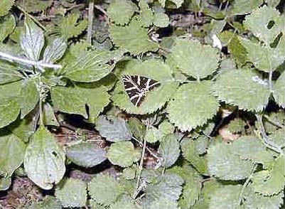  ANDROS PHOTO GALLERY - RARE BUTTERFLY IN DIPOTAMATA